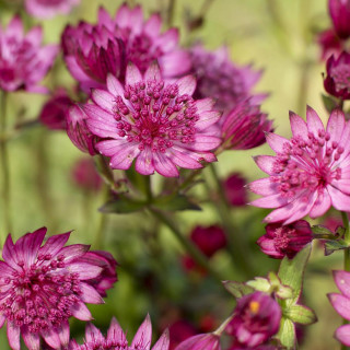 ASTRANTIA major 'Cerise Button'