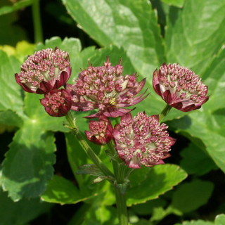ASTRANTIA major 'Rubra'