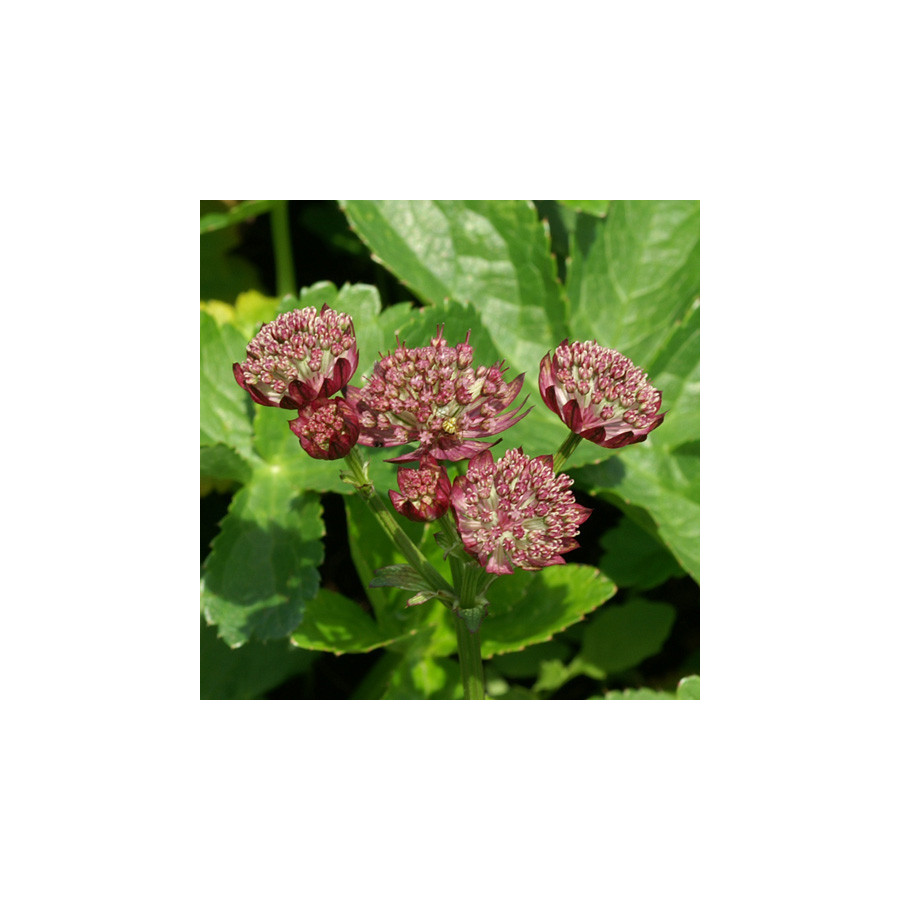 Plantes Vivaces ASTRANTIA major 'Rubra' - Astrance en vente - Radiaire en vente - Pépinière Lepage .