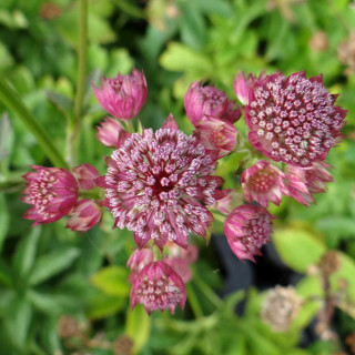 Plantes Vivaces ASTRANTIA major 'Rubra' - Astrance en vente - Radiaire en vente - Pépinière Lepage .