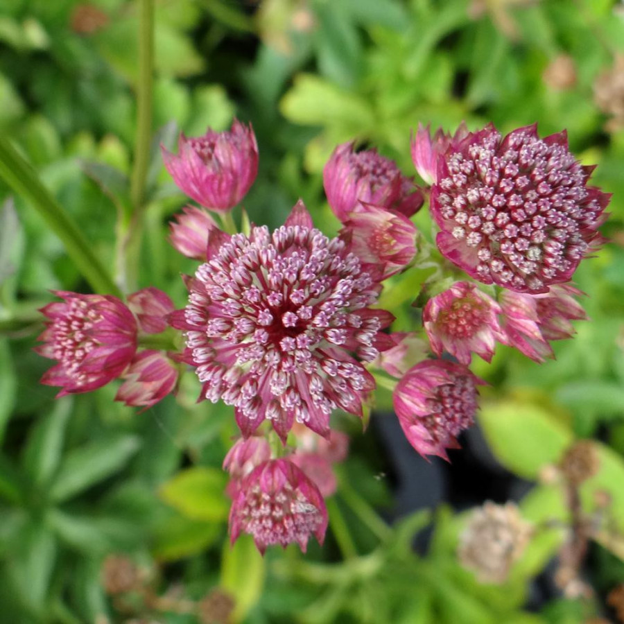 Plantes Vivaces ASTRANTIA major 'Rubra' - Astrance en vente - Radiaire en vente - Pépinière Lepage .