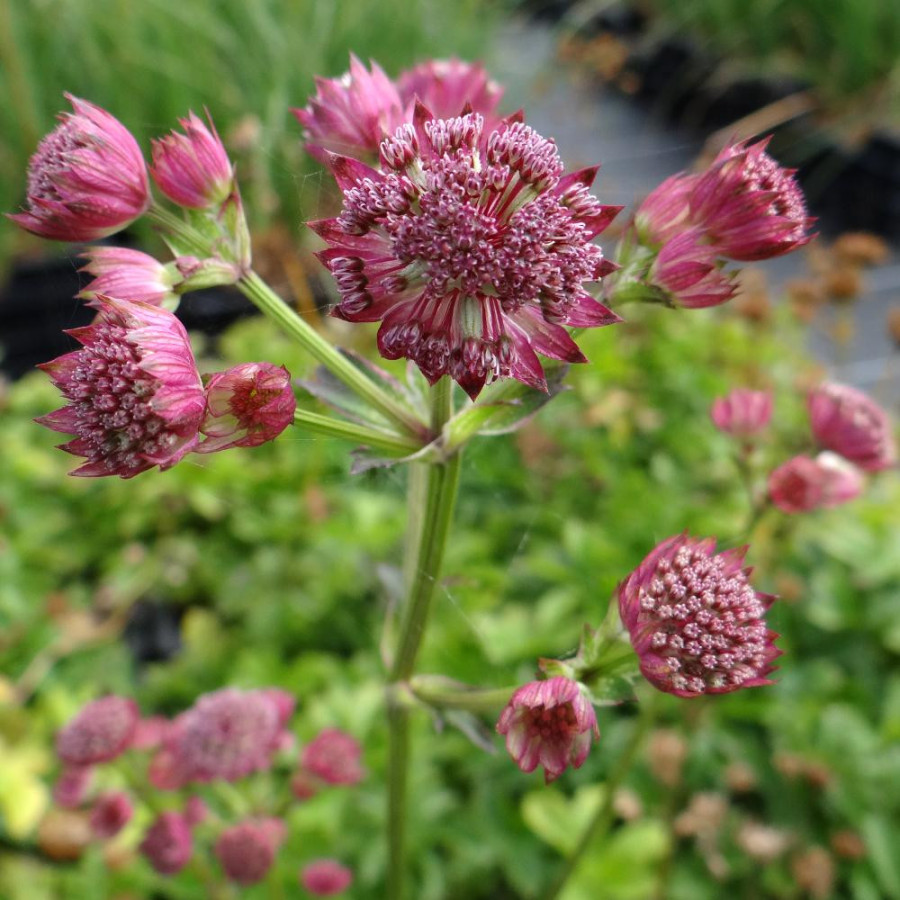 Plantes Vivaces ASTRANTIA major 'Rubra' - Astrance en vente - Radiaire en vente - Pépinière Lepage .
