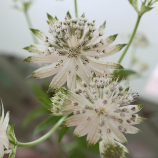 Plantes Vivaces ASTRANTIA major 'Snow Star' - Astrance en vente - Radiaire en vente - Pépinière Lepage .