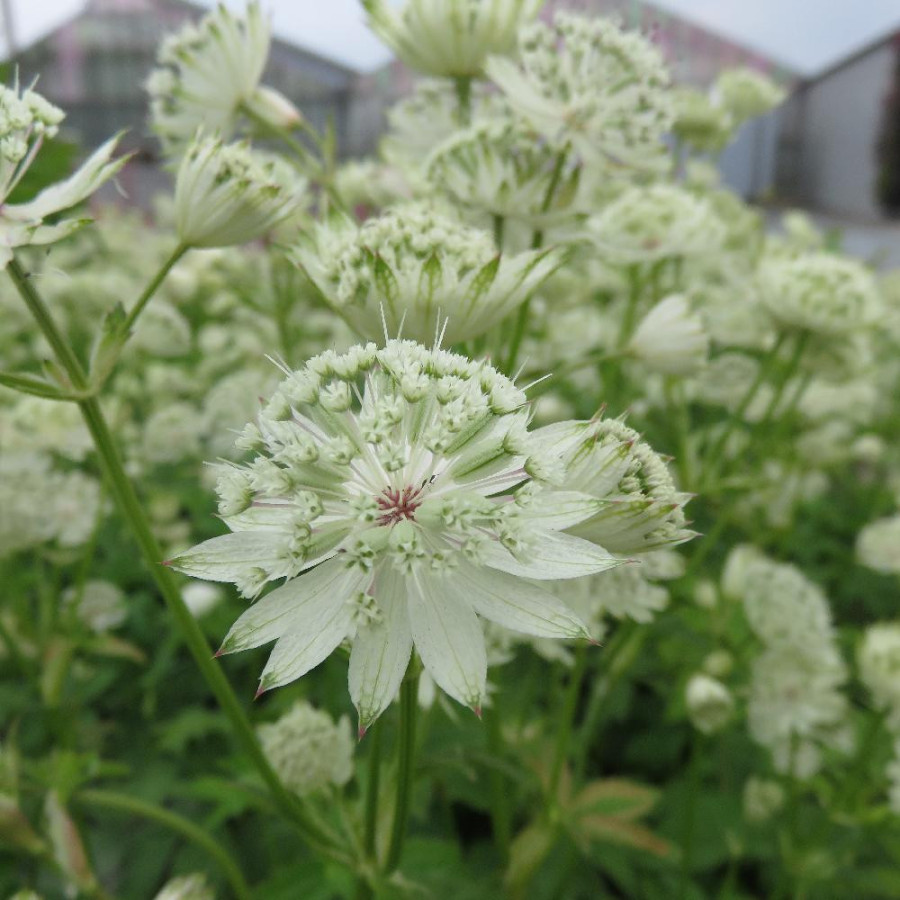 Plantes Vivaces ASTRANTIA major 'Superstar' ® - Astrance - Radiaire en vente - Pépinière Lepage .
