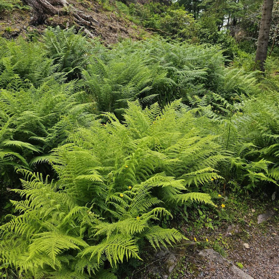 Plantes Vivaces ATHYRIUM filix-femina - Fougère femelle en vente - Pépinière Lepage .