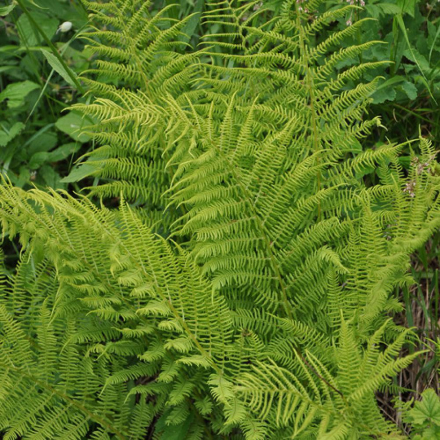 Plantes Vivaces ATHYRIUM filix-femina - Fougère femelle en vente - Pépinière Lepage .