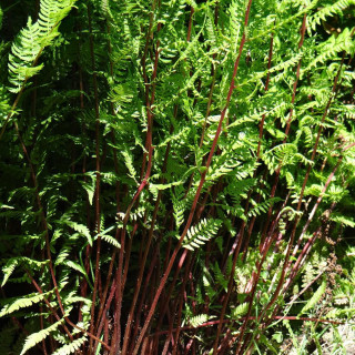 Plantes Vivaces ATHYRIUM filix-femina 'Lady in Red' - Fougère femelle en vente - Pépinière Lepage .