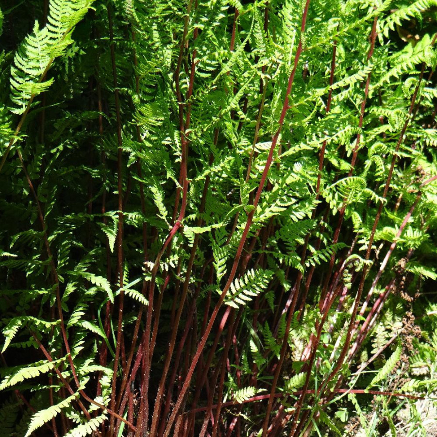 Plantes Vivaces ATHYRIUM filix-femina 'Lady in Red' - Fougère femelle en vente - Pépinière Lepage .