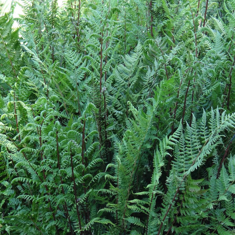 Plantes Vivaces ATHYRIUM filix-femina 'Lady in Red' - Fougère femelle en vente - Pépinière Lepage .