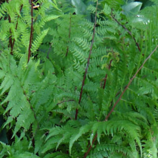 Plantes Vivaces ATHYRIUM filix-femina 'Lady in Red' - Fougère femelle en vente - Pépinière Lepage .