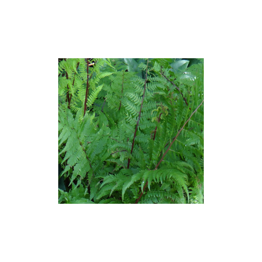 Plantes Vivaces ATHYRIUM filix-femina 'Lady in Red' - Fougère femelle en vente - Pépinière Lepage .