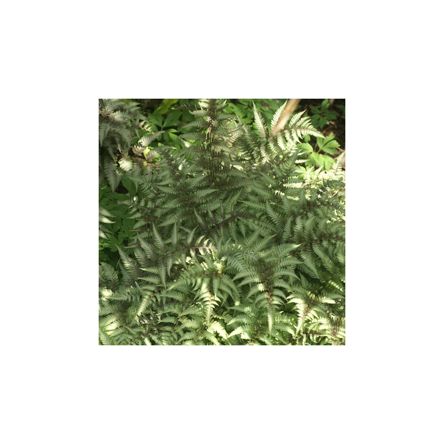 Plantes Vivaces ATHYRIUM niponicum var. pictum (Metallicum') - Fougère femelle en vente - Pépinière Lepage .