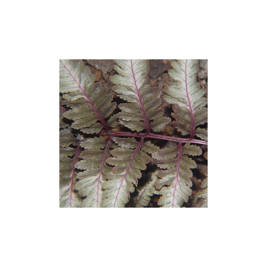 Plantes Vivaces ATHYRIUM niponicum var. pictum (Metallicum') - Fougère femelle en vente - Pépinière Lepage .