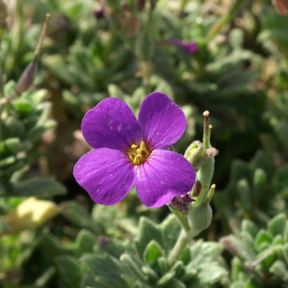 Plantes Vivaces AUBRIETA 'Blaumeise' - Aubriète en vente - Pépinière Lepage .