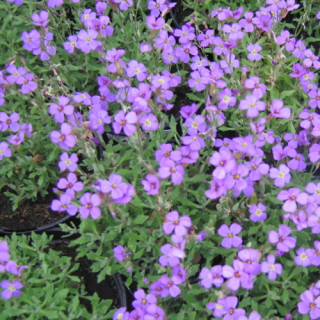 Plantes Vivaces AUBRIETA 'Hürth' - Aubriète en vente - Pépinière Lepage .