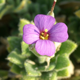 Plantes Vivaces AUBRIETA 'Hürth' - Aubriète en vente - Pépinière Lepage .