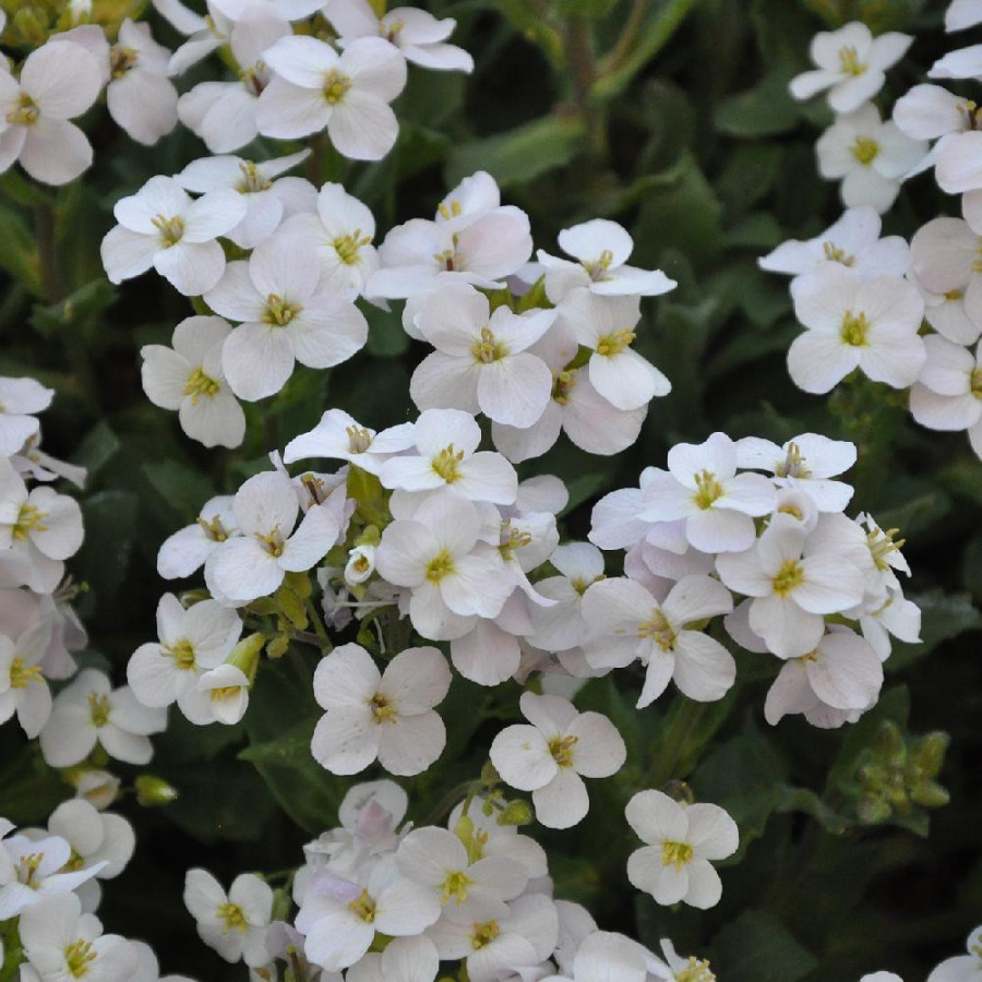 Plantes Vivaces AUBRIETA 'Pixie Pearls' - Aubriète en vente - Pépinière Lepage .