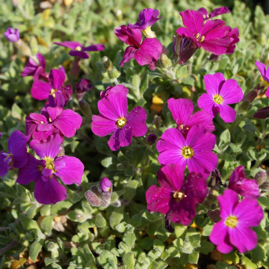 Plantes Vivaces AUBRIETA 'Royal Red' - Aubriète en vente - Pépinière Lepage .