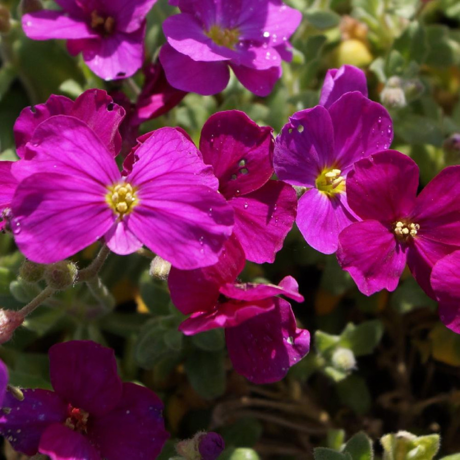 Plantes Vivaces AUBRIETA 'Royal Red' - Aubriète en vente - Pépinière Lepage .