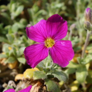 Plantes Vivaces AUBRIETA 'Royal Red' - Aubriète en vente - Pépinière Lepage .