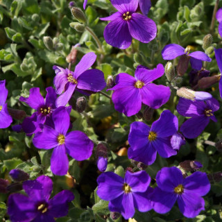 Plantes Vivaces AUBRIETA 'Royal Violet' - Aubriète en vente - Pépinière Lepage .