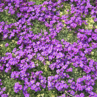 Plantes Vivaces AUBRIETA 'Silberrand' - Aubriète en vente - Pépinière Lepage .