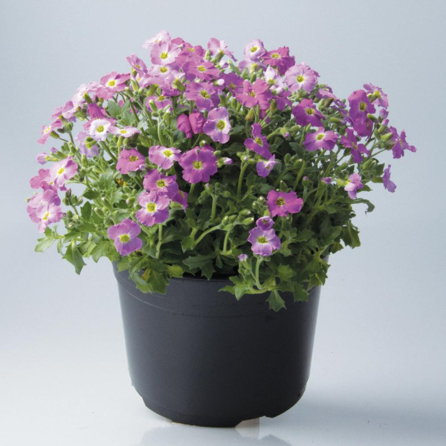Plantes Vivaces AUBRIETA gracilis 'Florado Rose' - Aubriète en vente - Pépinière Lepage .