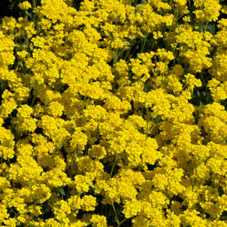 Plantes Vivaces AURINIA saxatilis (Alyssum saxatile) - Alysse en vente - Corbeille d'or en vente - Pépinière Lepage .