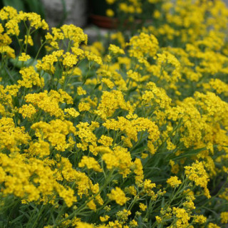 Plantes Vivaces AURINIA saxatilis (Alyssum saxatile) - Alysse en vente - Corbeille d'or en vente - Pépinière Lepage .
