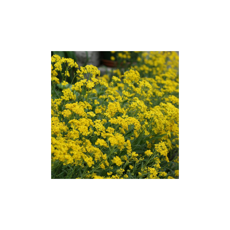 Plantes Vivaces AURINIA saxatilis (Alyssum saxatile) - Alysse en vente - Corbeille d'or en vente - Pépinière Lepage .