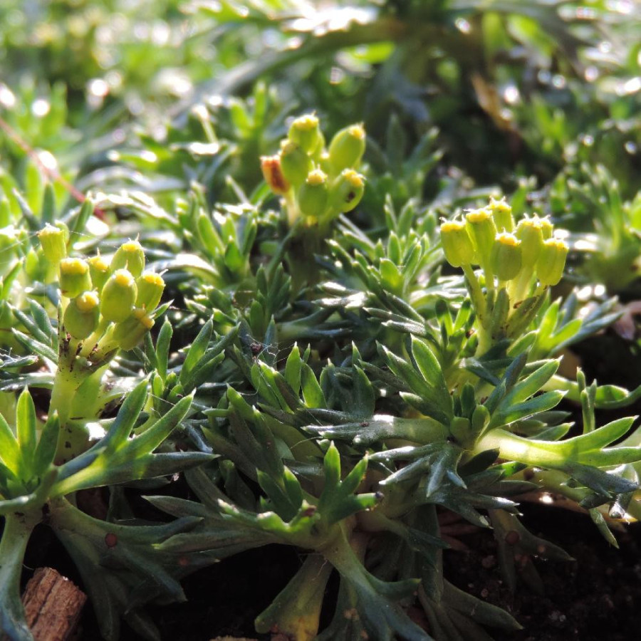 Plantes Vivaces AZORELLA trifurcata 'Nana' - Azorelle en vente - Coussin des Andes en vente - Pépinière Lepage .