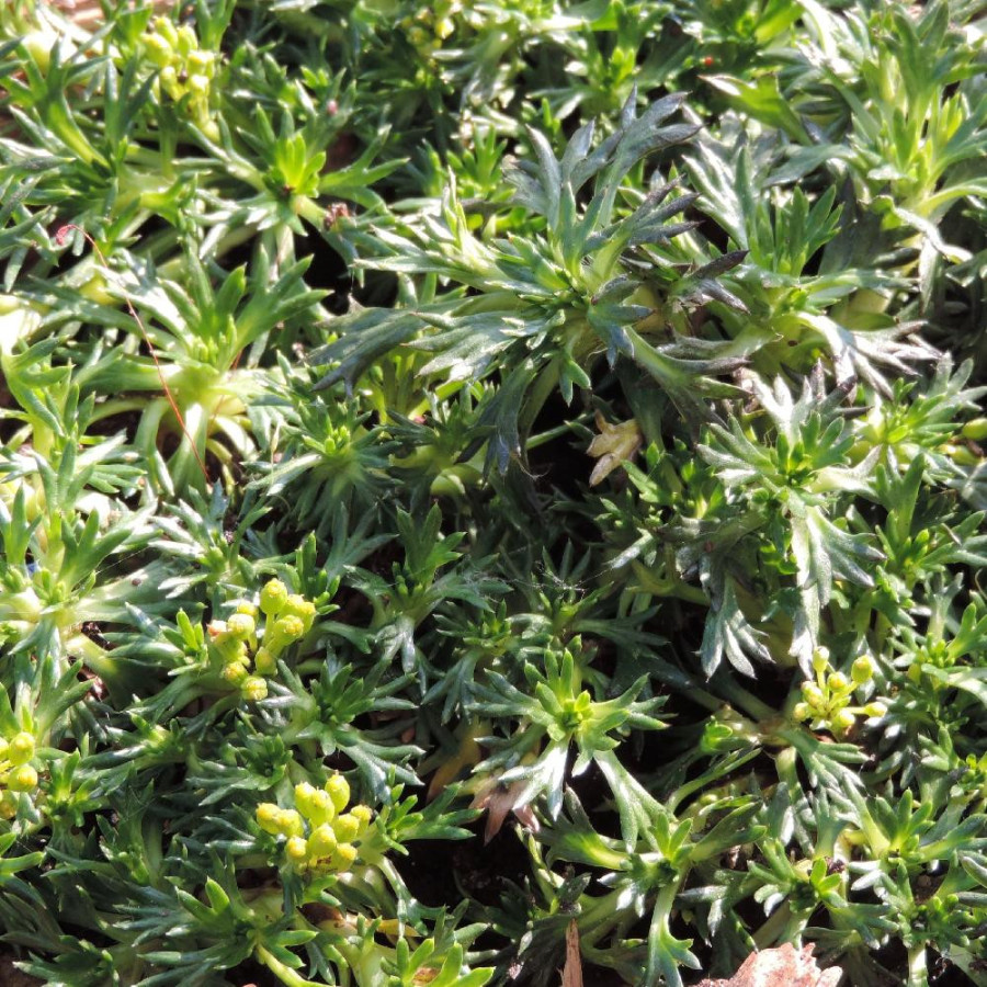 Plantes Vivaces AZORELLA trifurcata 'Nana' - Azorelle en vente - Coussin des Andes en vente - Pépinière Lepage .