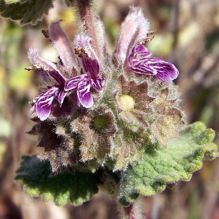 Plantes Vivaces BALLOTA hirsuta - Ballotte en vente - Pépinière Lepage .