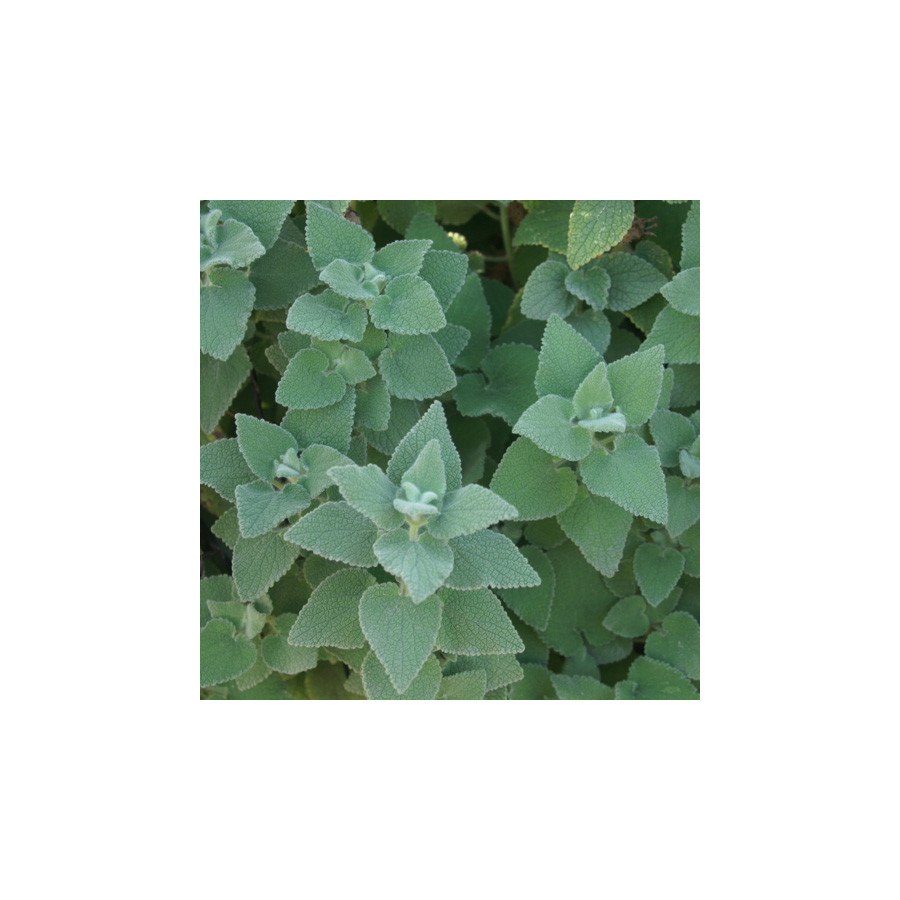Plantes Vivaces BALLOTA hirsuta - Ballotte en vente - Pépinière Lepage .