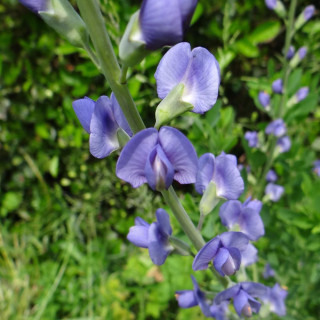 Plantes Vivaces BAPTISIA australis - Lupin indigo en vente - Podalyre en vente - Pépinière Lepage .
