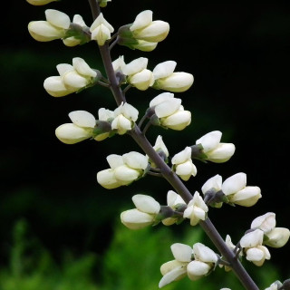 Plantes Vivaces BAPTISIA leucantha en vente - Pépinière Lepage .