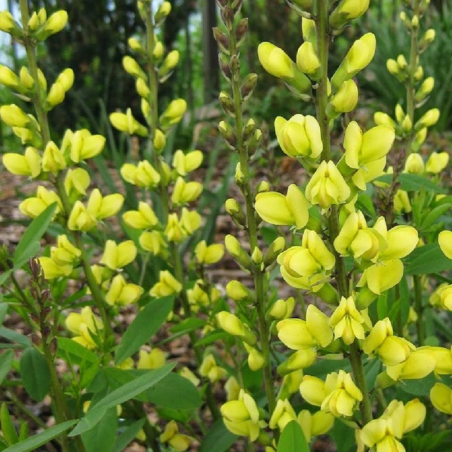 Plantes Vivaces BAPTISIA sphaerocarpa - Faux indigo  en vente - Indigo sauvage jaune en vente - Pépinière Lepage .