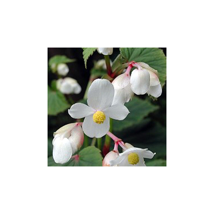 Plantes Vivaces BEGONIA grandis 'Alba' - Bégonia vivace en vente - Pépinière Lepage .