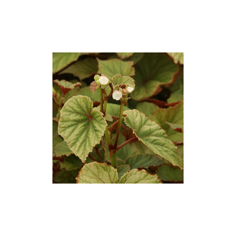 Plantes Vivaces BEGONIA grandis 'Alba' - Bégonia vivace en vente - Pépinière Lepage .