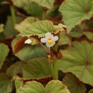 Plantes Vivaces BEGONIA grandis 'Alba' - Bégonia vivace en vente - Pépinière Lepage .