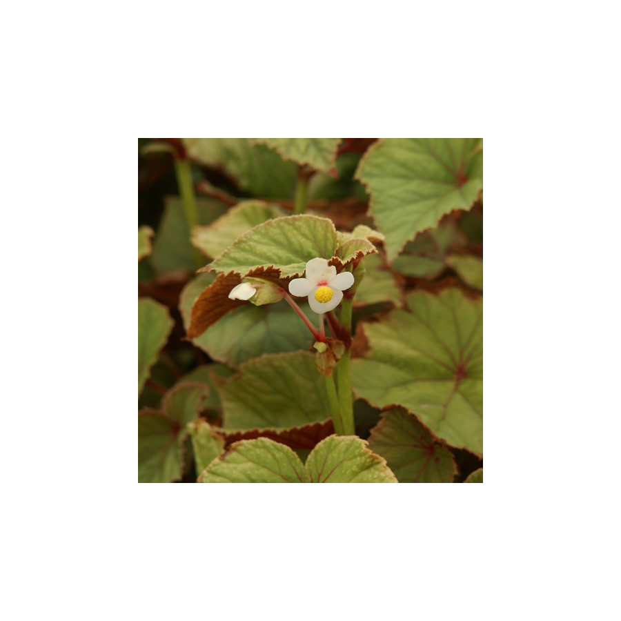 Plantes Vivaces BEGONIA grandis 'Alba' - Bégonia vivace en vente - Pépinière Lepage .