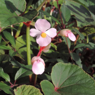 Plantes Vivaces BEGONIA grandis var. evansiana - Bégonia vivace en vente - Pépinière Lepage .