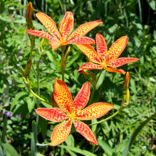 Plantes Vivaces BELAMCANDA chinensis - Iris tigré en vente - Fleur Léopard en vente - Pépinière Lepage .