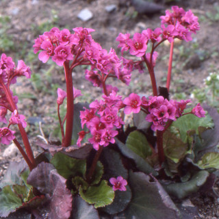 Plantes Vivaces BERGENIA 'Abendglut' - Plante des savetiers en vente - Pépinière Lepage .