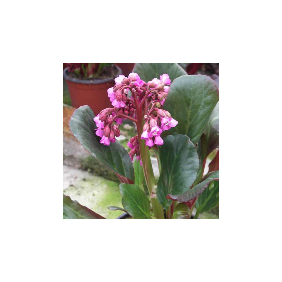 Plantes Vivaces BERGENIA 'Bartok' - Plante des savetiers en vente - Pépinière Lepage .