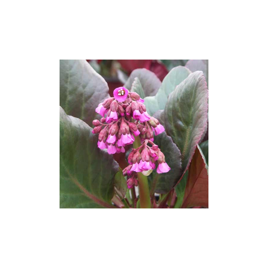 Plantes Vivaces BERGENIA 'Bartok' - Plante des savetiers en vente - Pépinière Lepage .