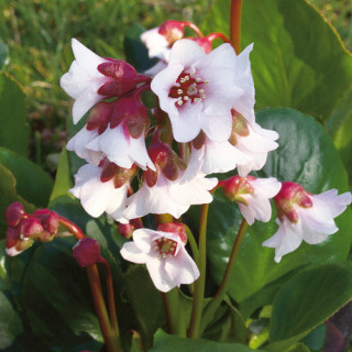 Plantes Vivaces BERGENIA 'Harzkristall' - Plante des savetiers en vente - Pépinière Lepage .