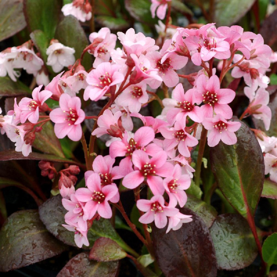 BERGENIA 'Pink Dragonfly'