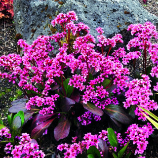 BERGENIA 'Pink Dragonfly'