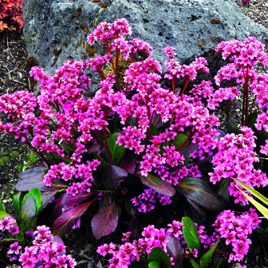 BERGENIA 'Pink Dragonfly'
